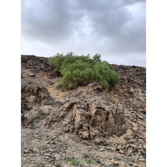 بذور شجرة الاراك - Salvadora Persica بذور شجرة الاراك - Salvadora Persica
