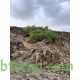 بذور شجرة الاراك - Salvadora Persica بذور شجرة الاراك - Salvadora Persica