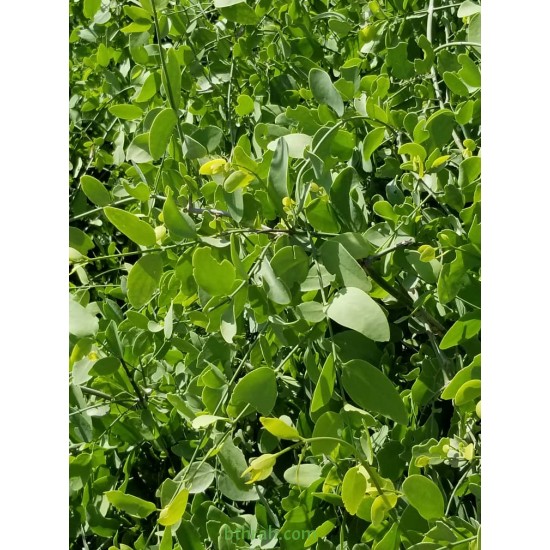 بذور شجرة الاراك - Salvadora Persica بذور شجرة الاراك - Salvadora Persica