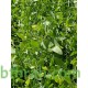 بذور شجرة الاراك - Salvadora Persica بذور شجرة الاراك - Salvadora Persica