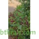 بذور شجرة الاراك - Salvadora Persica بذور شجرة الاراك - Salvadora Persica