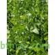 بذور شجرة الاراك - Salvadora Persica بذور شجرة الاراك - Salvadora Persica