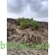 بذور شجرة الاراك - Salvadora Persica بذور شجرة الاراك - Salvadora Persica