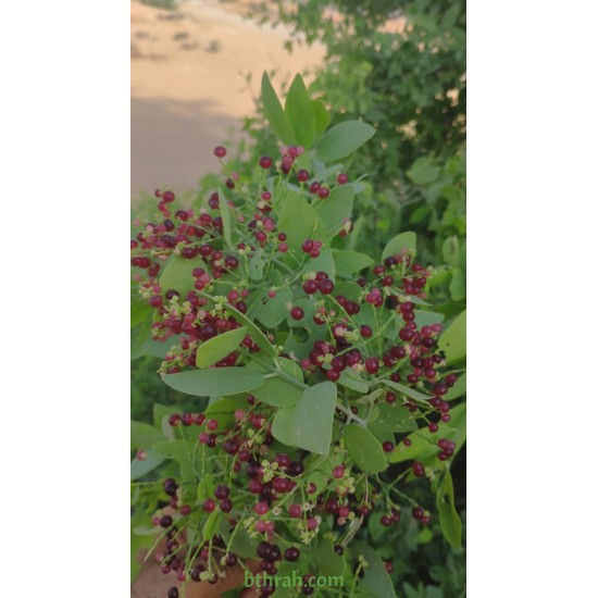 بذور شجرة الاراك - Salvadora Persica بذور شجرة الاراك - Salvadora Persica