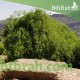 بذور شجرة الاراك - Salvadora Persica بذور شجرة الاراك - Salvadora Persica