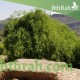 بذور شجرة الاراك - Salvadora Persica بذور شجرة الاراك - Salvadora Persica
