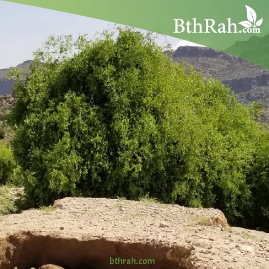 بذور شجرة الاراك - Salvadora Persica بذور شجرة الاراك - Salvadora Persica
