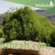 بذور شجرة الاراك - Salvadora Persica بذور شجرة الاراك - Salvadora Persica