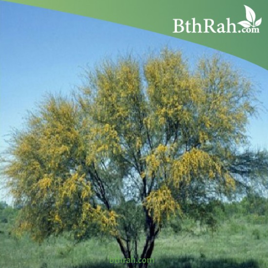 بذور شجرة طلح الفتنة - acacia farnesiana