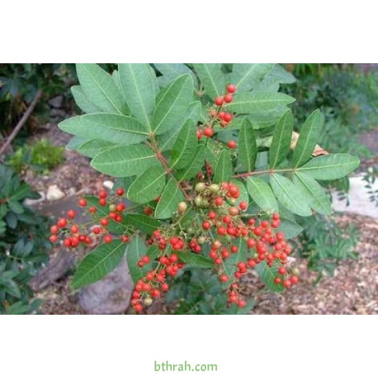 بذور شجرة الفلفل - عريض الأوراق -Schinus terebinthifolius بذور شجرة الفلفل - عريض الأوراق -Schinus terebinthifolius