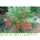 بذور شجرة الفلفل - عريض الأوراق -Schinus terebinthifolius بذور شجرة الفلفل - عريض الأوراق -Schinus terebinthifolius