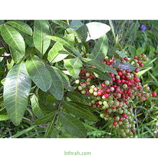 بذور شجرة الفلفل - عريض الأوراق -Schinus terebinthifolius بذور شجرة الفلفل - عريض الأوراق -Schinus terebinthifolius