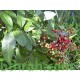 بذور شجرة الفلفل - عريض الأوراق -Schinus terebinthifolius بذور شجرة الفلفل - عريض الأوراق -Schinus terebinthifolius