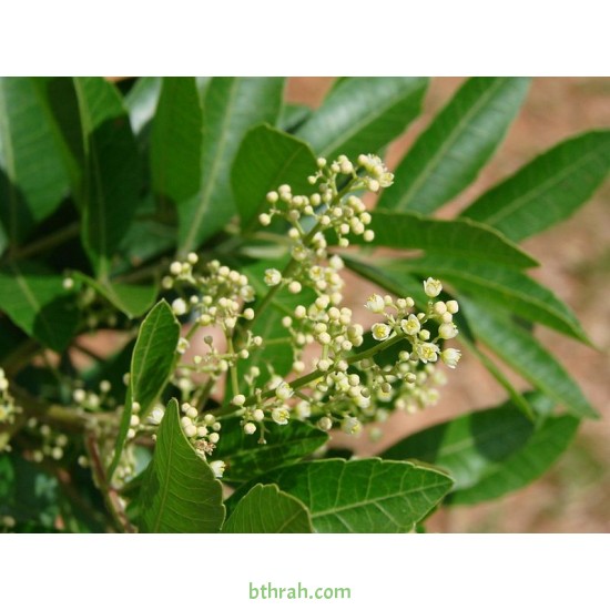 بذور شجرة الفلفل - عريض الأوراق -Schinus terebinthifolius بذور شجرة الفلفل - عريض الأوراق -Schinus terebinthifolius