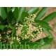 بذور شجرة الفلفل - عريض الأوراق -Schinus terebinthifolius بذور شجرة الفلفل - عريض الأوراق -Schinus terebinthifolius
