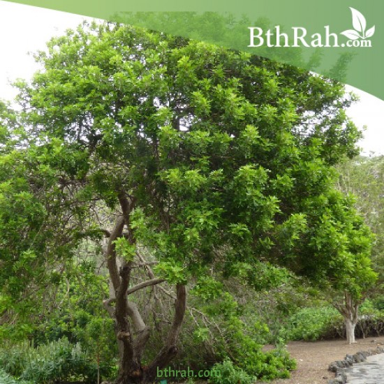 بذور شجرة الفلفل - عريض الأوراق -Schinus terebinthifolius بذور شجرة الفلفل - عريض الأوراق -Schinus terebinthifolius