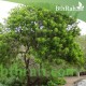 بذور شجرة الفلفل - عريض الأوراق -Schinus terebinthifolius بذور شجرة الفلفل - عريض الأوراق -Schinus terebinthifolius