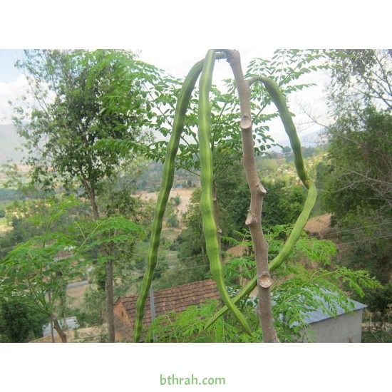 بذور المورينقا الهجين (moringa) بذور المورينقا الهجين (moringa)
