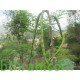 بذور المورينقا الهجين (moringa) بذور المورينقا الهجين (moringa)