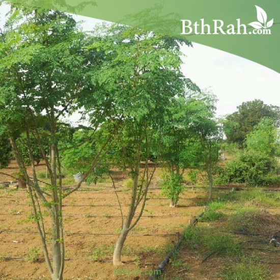 بذور المورينقا الهجين (moringa) بذور المورينقا الهجين (moringa)