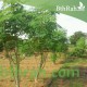بذور المورينقا الهجين (moringa) بذور المورينقا الهجين (moringa)