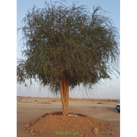 بذور شجرة الهجليج Balanites aegyptiaca