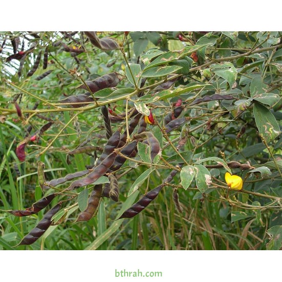 اللوبيا العدسية (رعوية) Begun pea اللوبيا العدسية (رعوية) Begun pea