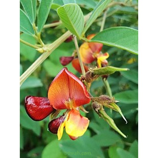 بذور اللوبيا العدسية (رعوية) Begun pea بذور اللوبيا العدسية (رعوية) Begun pea