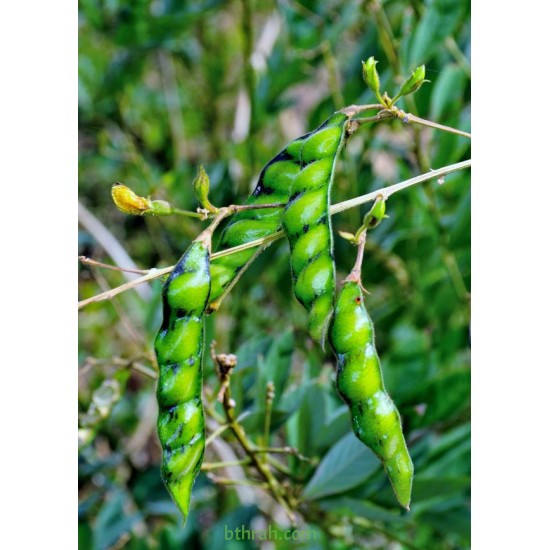 بذور اللوبيا العدسية (رعوية) Begun pea بذور اللوبيا العدسية (رعوية) Begun pea