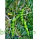 بذور اللوبيا العدسية (رعوية) Begun pea بذور اللوبيا العدسية (رعوية) Begun pea
