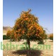 بذور شجرة الفرفارة tecomella undulata