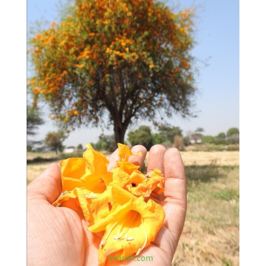 بذور شجرة الفرفارة tecomella undulata