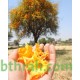 بذور شجرة الفرفارة tecomella undulata