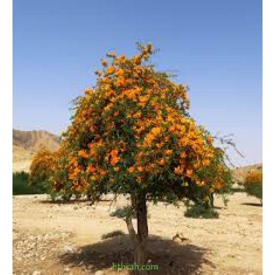 بذور شجرة الفرفارة tecomella undulata