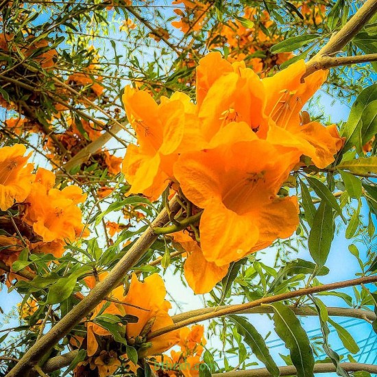 بذور شجرة الفرفارة tecomella undulata