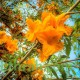 بذور شجرة الفرفارة tecomella undulata