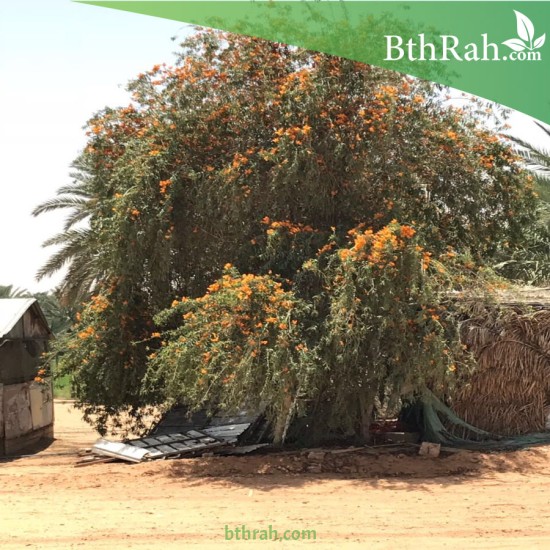 بذور شجرة الفرفارة tecomella undulata