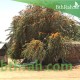 بذور شجرة الفرفارة tecomella undulata