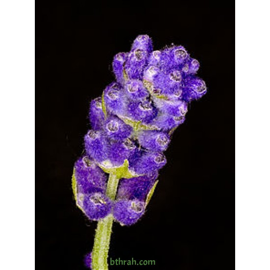 بذور اللافندر ( Lavandula) بذور اللافندر ( Lavandula)