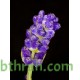 بذور اللافندر ( Lavandula) بذور اللافندر ( Lavandula)