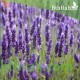 بذور اللافندر ( Lavandula) بذور اللافندر ( Lavandula)