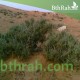 بذور شجيرة الفِرس - Salsola Tetrandra بذور شجيرة الفِرس - Salsola Tetrandra