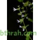 40 بذرة من بذور الملِّيسا - Melissa officinalis 40 بذرة من بذور الملِّيسا - Melissa officinalis