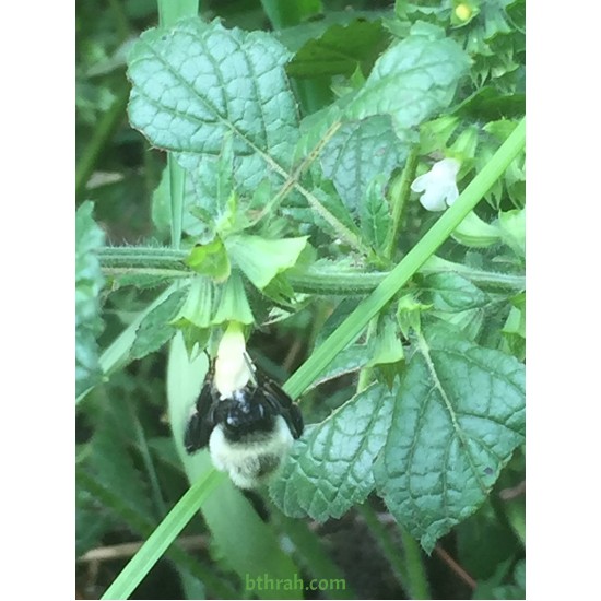 40 بذرة من بذور الملِّيسا - Melissa officinalis 40 بذرة من بذور الملِّيسا - Melissa officinalis