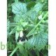 40 بذرة من بذور الملِّيسا - Melissa officinalis 40 بذرة من بذور الملِّيسا - Melissa officinalis