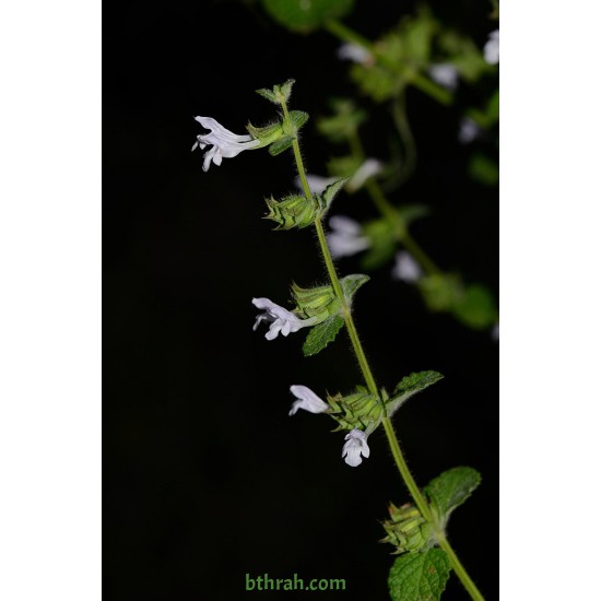 بذور الملِيسا - Melissa officinalis