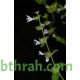 بذور الملِيسا - Melissa officinalis