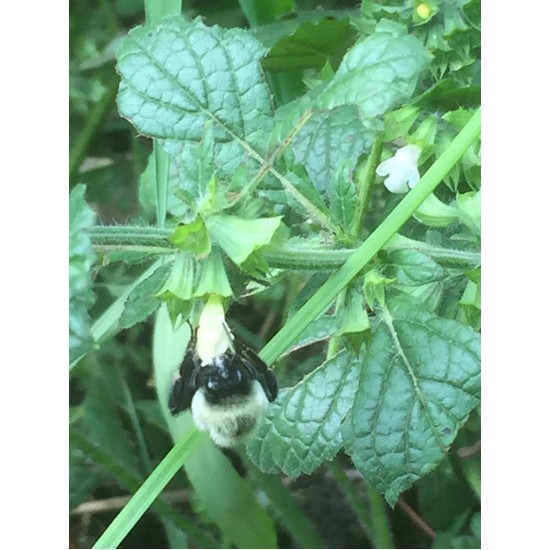 40 بذرة من بذور الملِّيسا - Melissa officinalis 40 بذرة من بذور الملِّيسا - Melissa officinalis