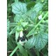 40 بذرة من بذور الملِّيسا - Melissa officinalis 40 بذرة من بذور الملِّيسا - Melissa officinalis
