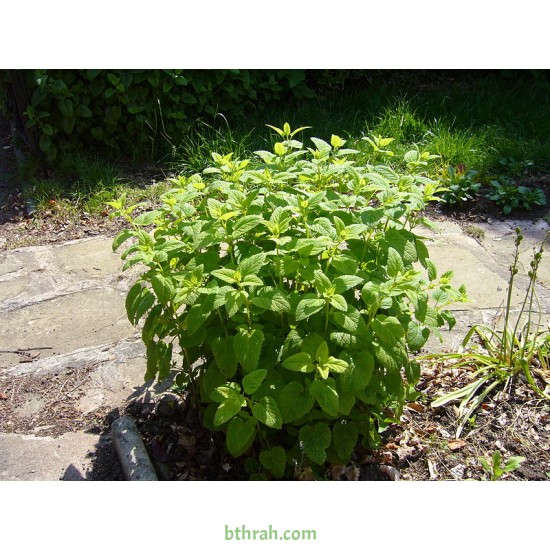 40 بذرة من بذور الملِّيسا - Melissa officinalis 40 بذرة من بذور الملِّيسا - Melissa officinalis
